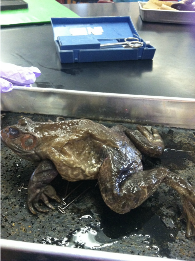 frog dissection virginia