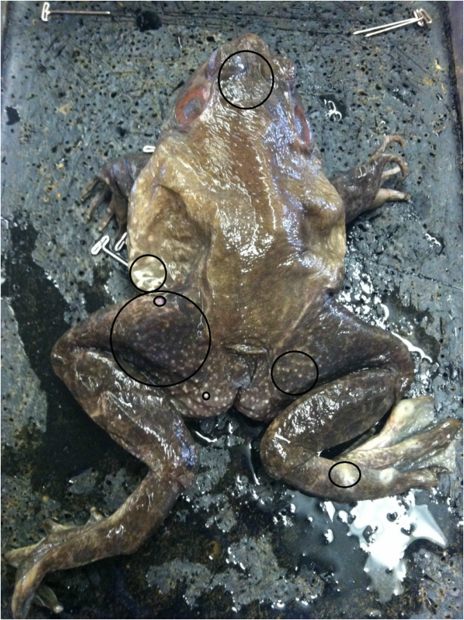 frog dissection external anatomy answers
